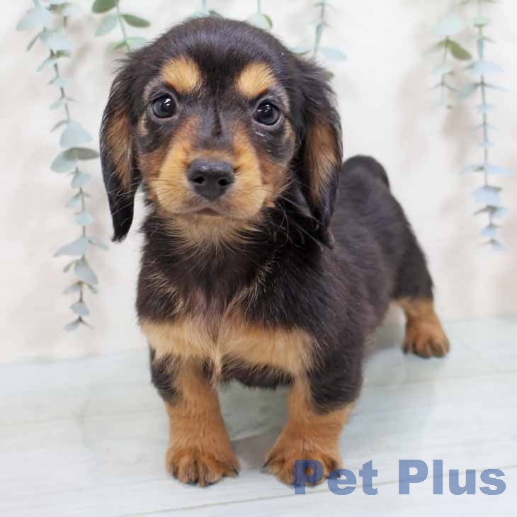 ミニチュア・ダックスフンドの写真2