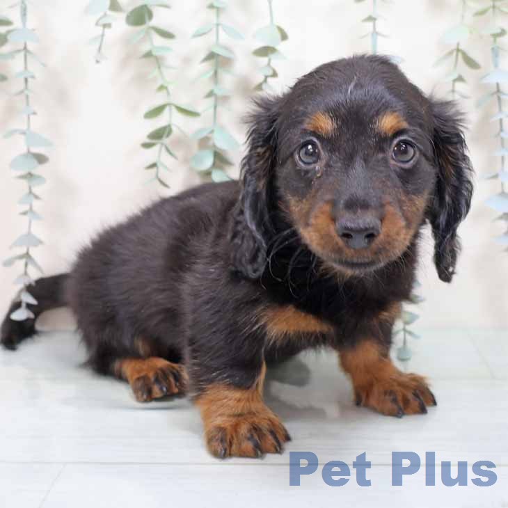 ミニチュア・ダックスフンド