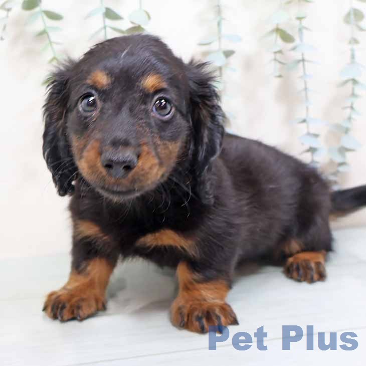 ミニチュア・ダックスフンド