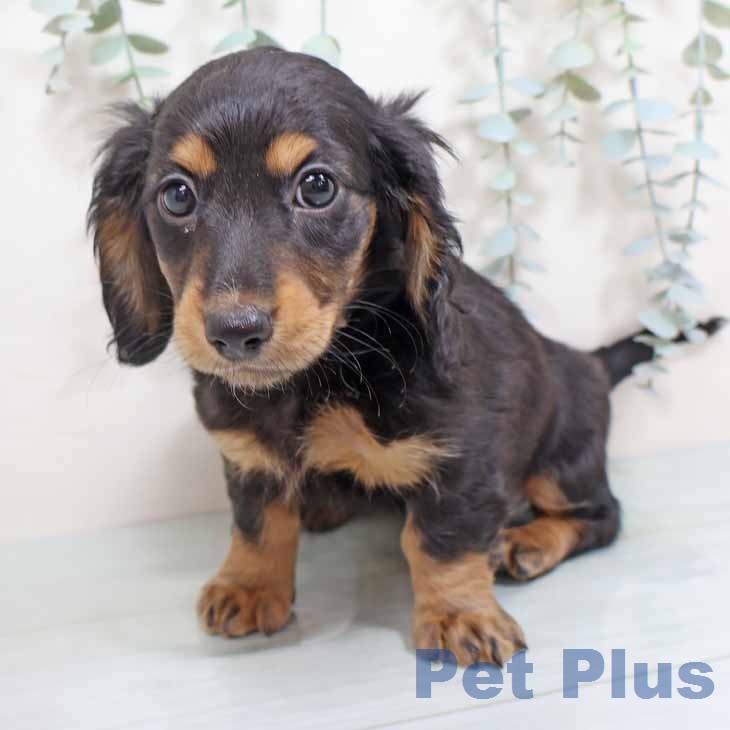 ミニチュア・ダックスフンド