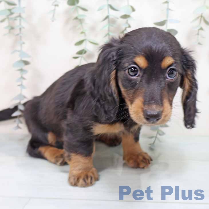 ミニチュア・ダックスフンドの写真2