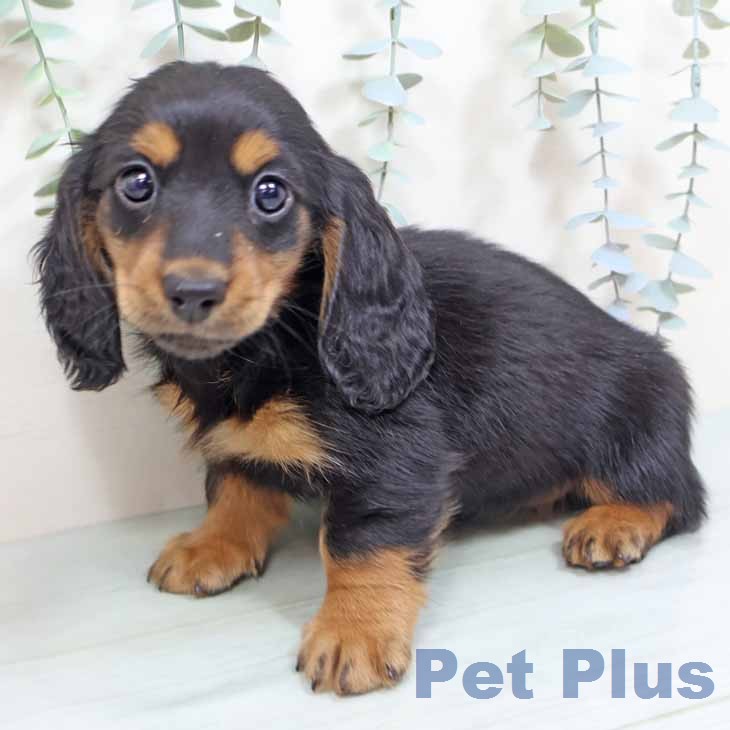 ミニチュア・ダックスフンド