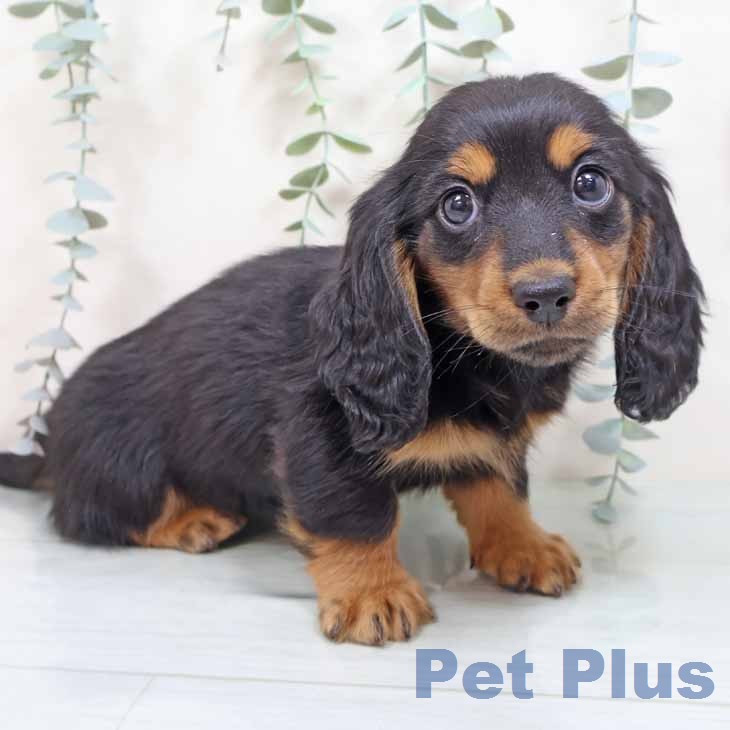 ミニチュア・ダックスフンドの写真2