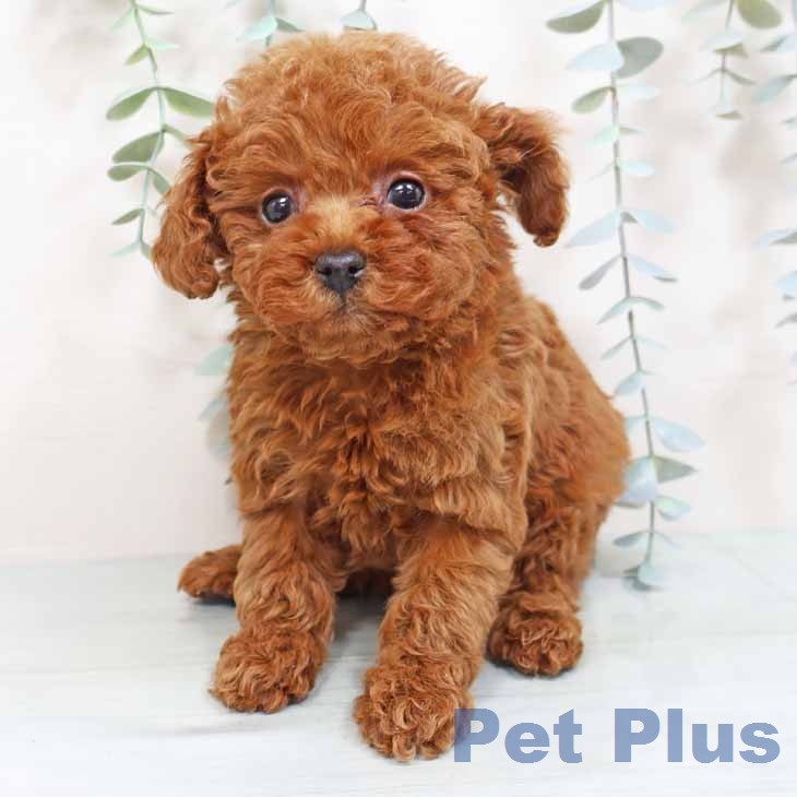 トイ・プードル