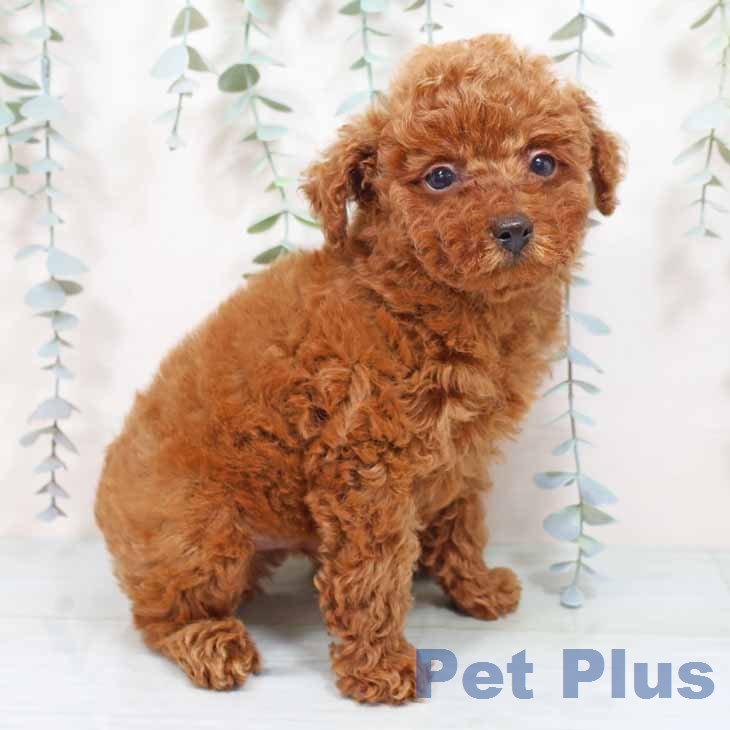 トイ・プードル