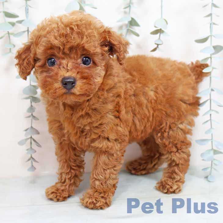 トイ・プードル