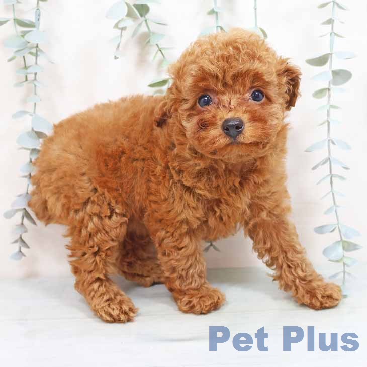 トイ・プードルの写真2