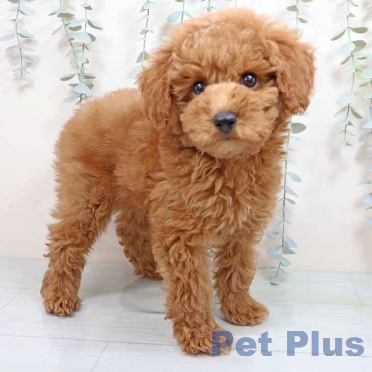 トイ・プードル