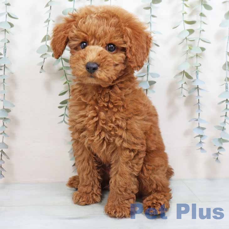 トイ・プードルの写真2