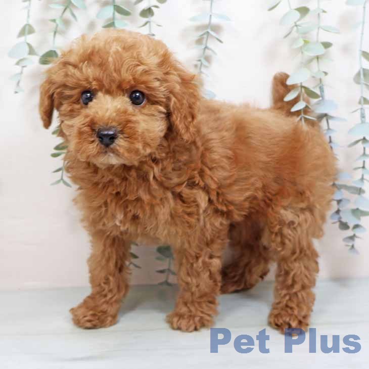 トイ・プードルの写真2