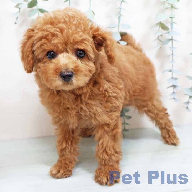 トイ・プードル