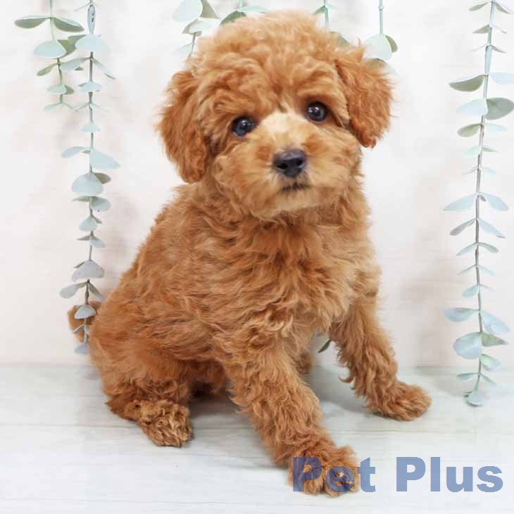 トイ・プードルの写真2