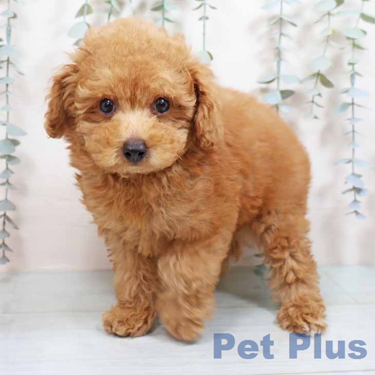 トイ・プードル