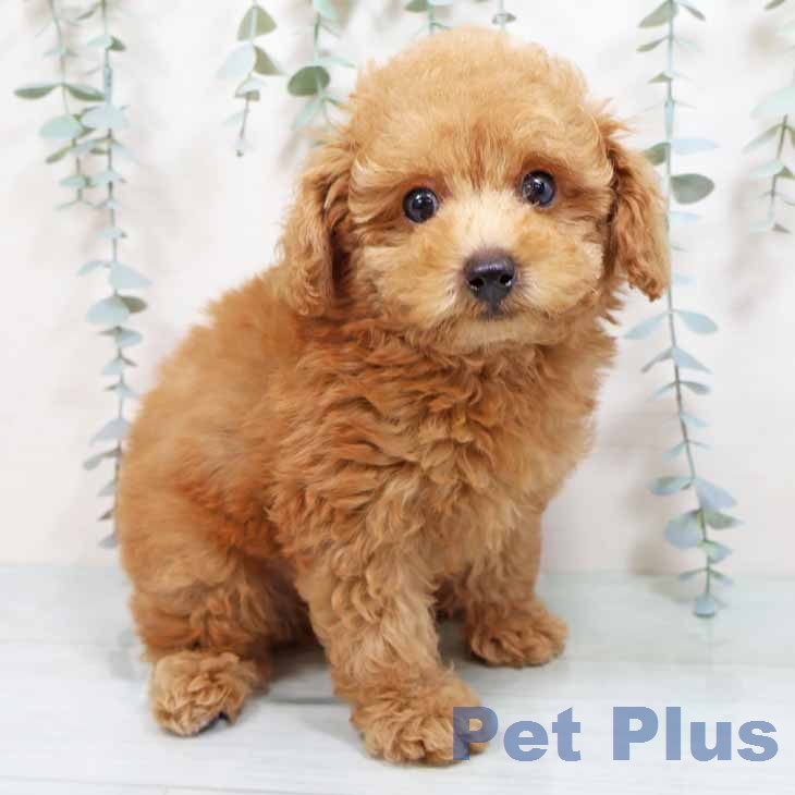 トイ・プードル