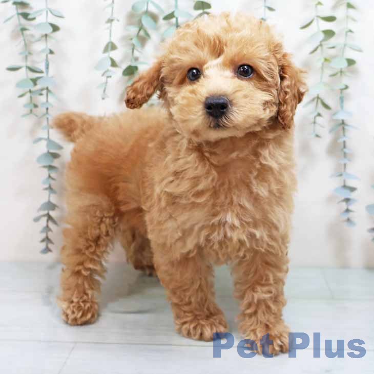 新潟県のトイプードル(トイ) (ペットプラス 新潟青山店/2025年12月27日生まれ/女の子/オレンジフォーン)の子犬の1枚目の画像