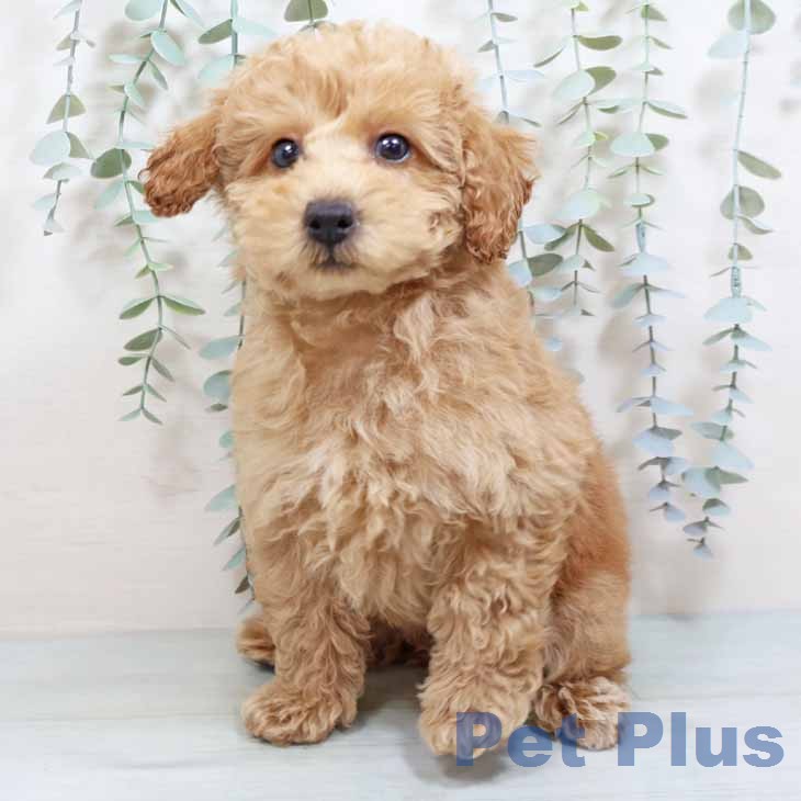 新潟県のトイプードル(トイ) (ペットプラス 新潟青山店/2025年12月27日生まれ/女の子/オレンジフォーン)の子犬の2枚目の画像