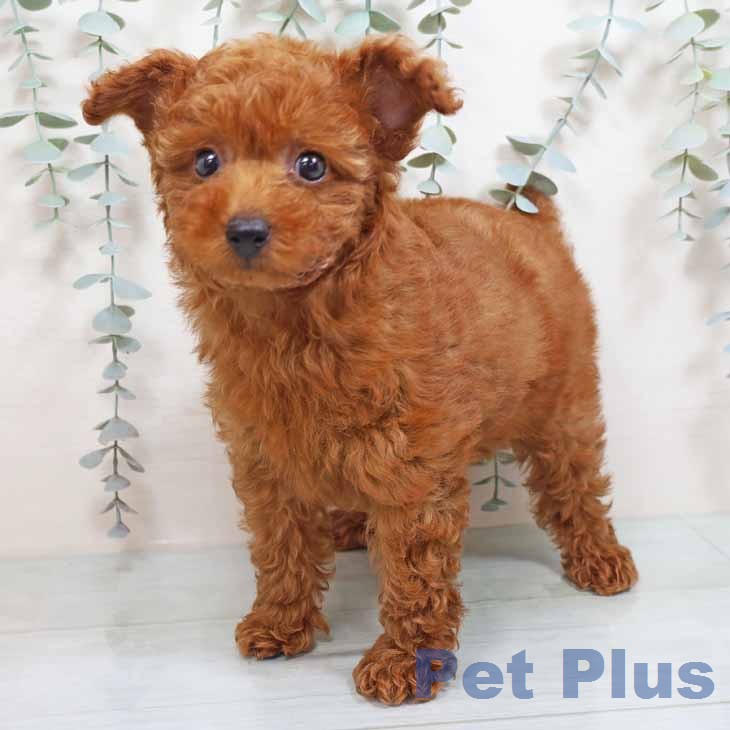 トイ・プードル