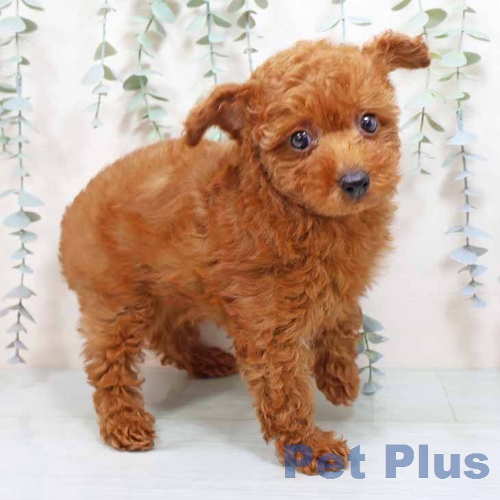 トイ・プードルの写真2