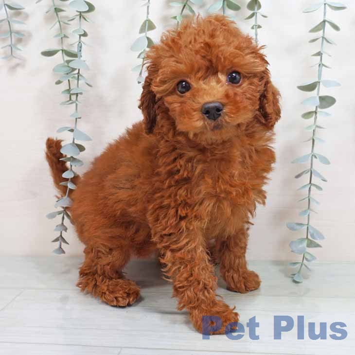 大阪府のトイプードル(トイ) (ペットプラス 堺鉄砲町店/2025年12月27日生まれ/女の子/レッドフォーン)の子犬の1枚目の画像