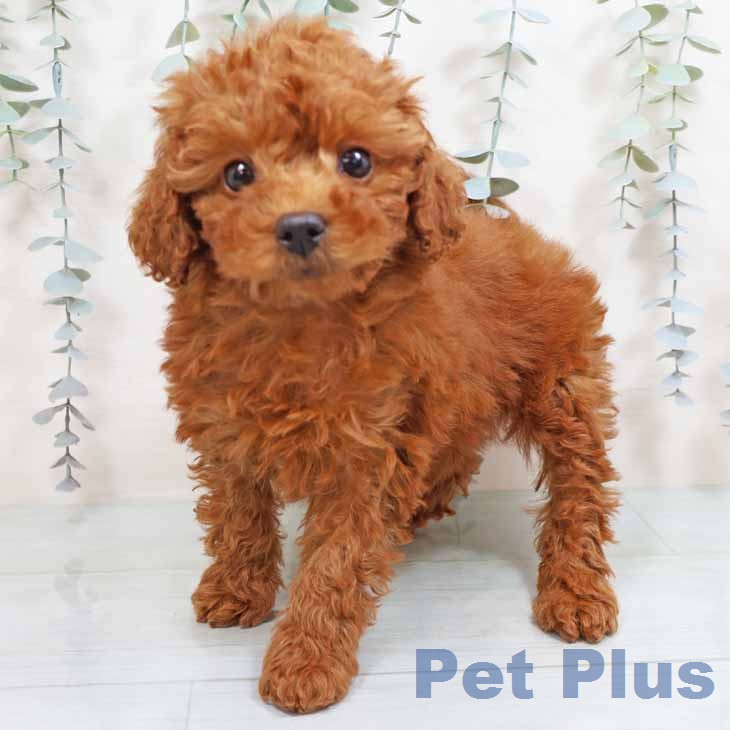 大阪府のトイプードル(トイ) (ペットプラス 堺鉄砲町店/2025年12月27日生まれ/女の子/レッドフォーン)の子犬の2枚目の画像