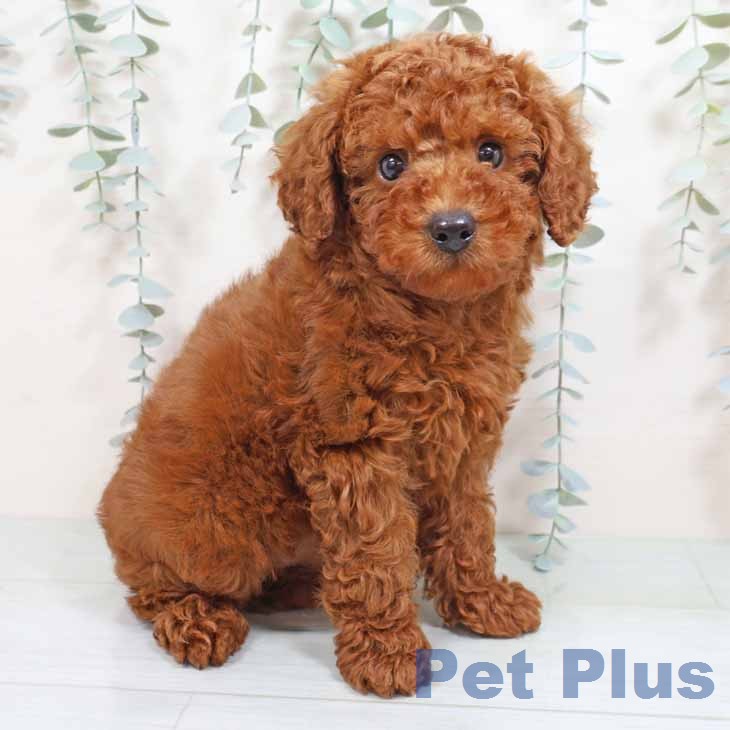 トイ・プードルの写真2