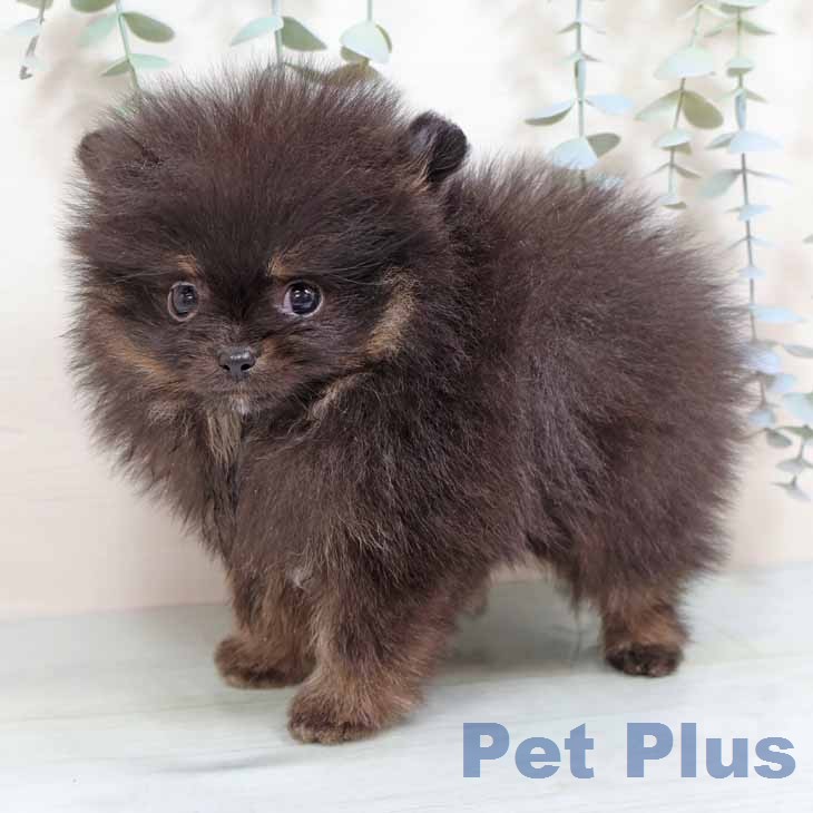 ポメラニアンの写真2