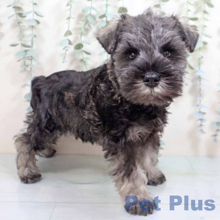 ミニチュア・シュナウザー