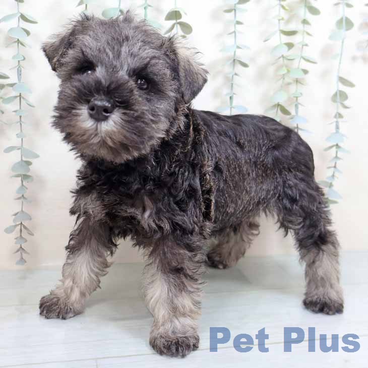 ミニチュア・シュナウザーの写真2