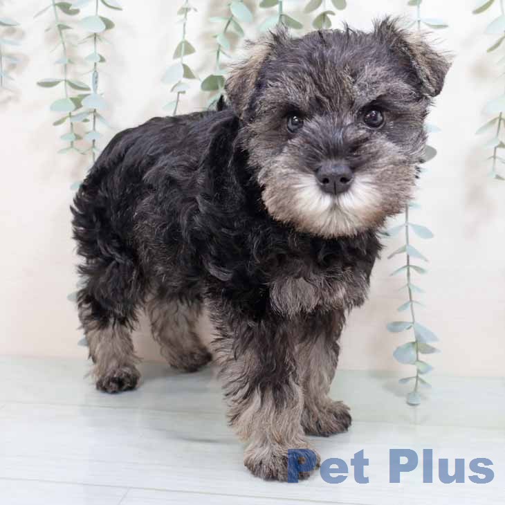 ミニチュア・シュナウザー