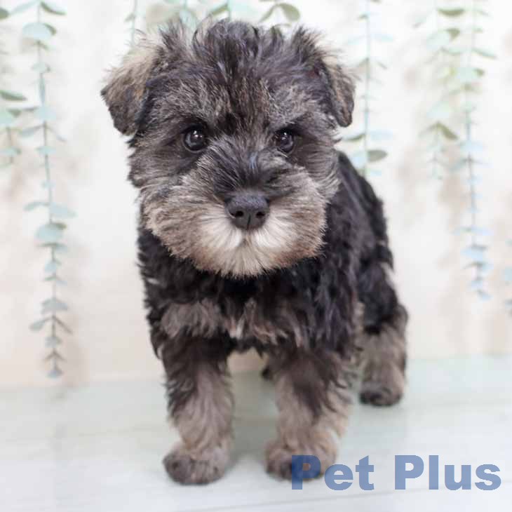 ミニチュア・シュナウザー