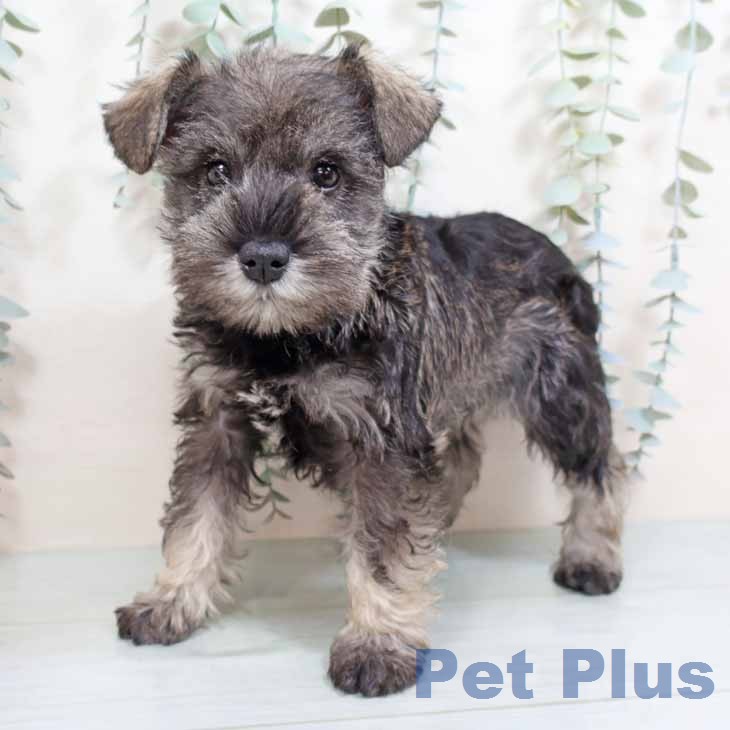 ミニチュア・シュナウザー