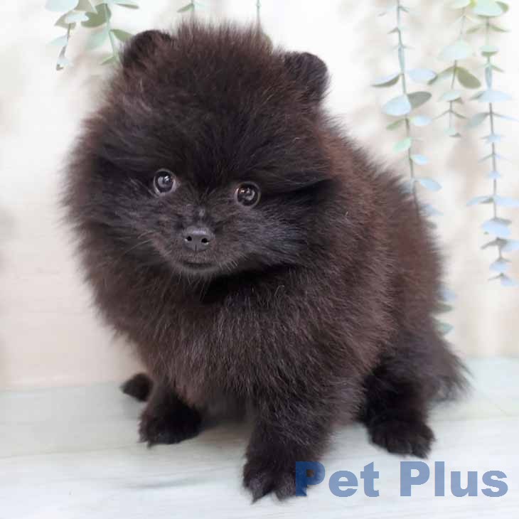 ポメラニアンの写真2