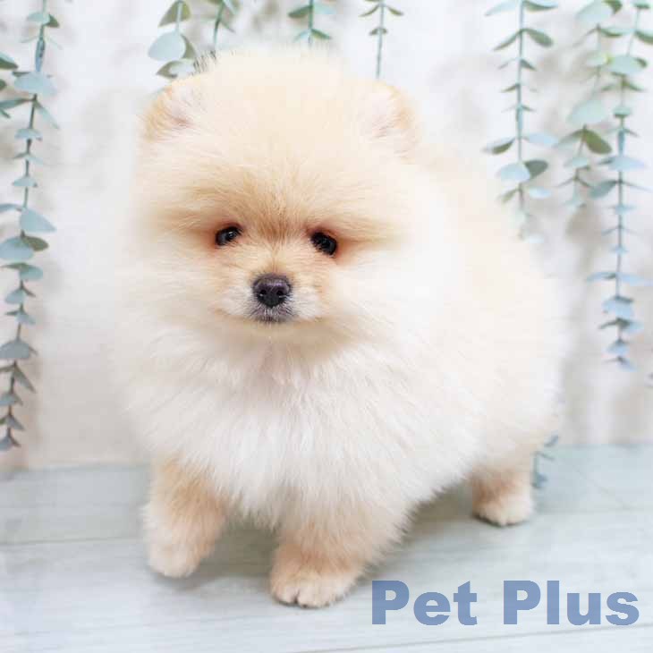 ポメラニアンの写真2