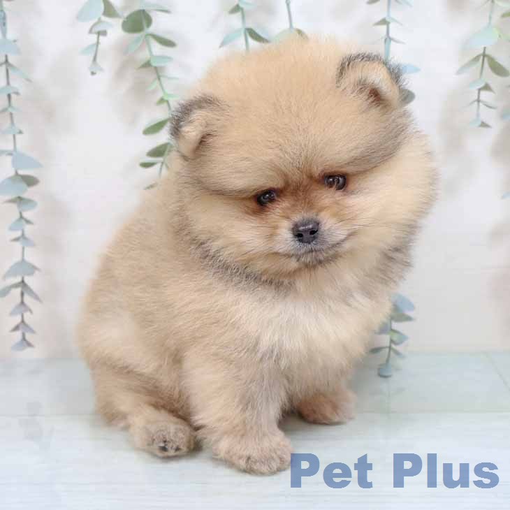 ポメラニアンの写真2