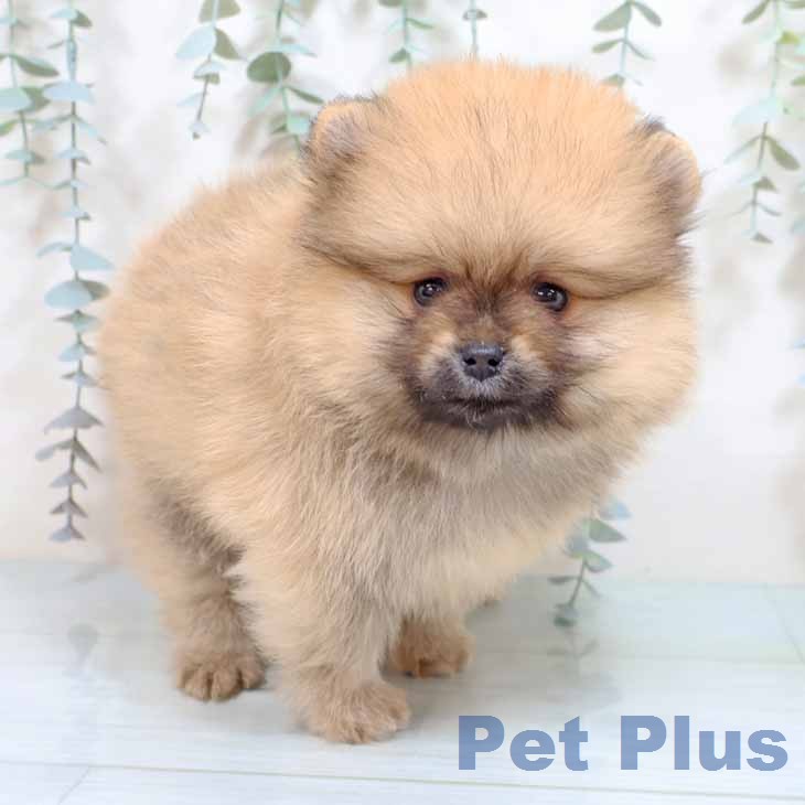 ポメラニアンの写真2