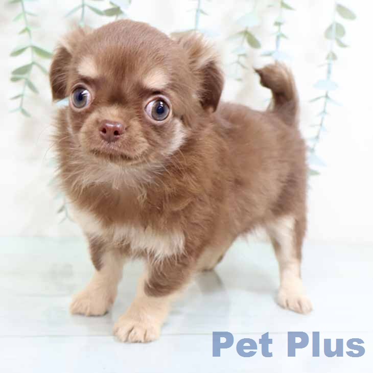 大阪府のチワワ(ロング) (ペットプラス イオン大日店/2025年12月31日生まれ/女の子/チョコレートタン)の子犬の1枚目の画像