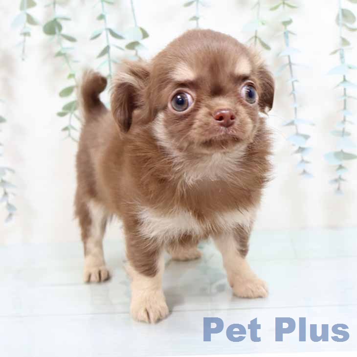 大阪府のチワワ(ロング) (ペットプラス イオン大日店/2025年12月31日生まれ/女の子/チョコレートタン)の子犬の2枚目の画像