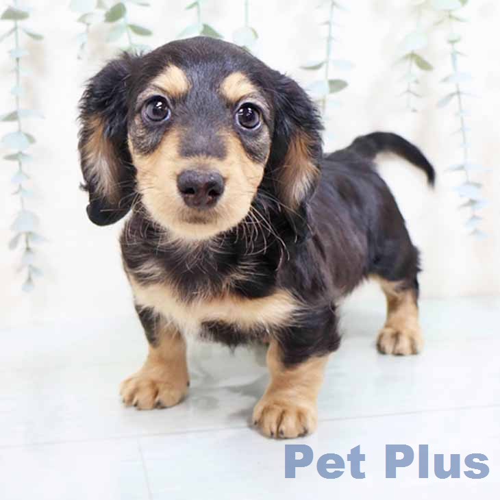 ミニチュア・ダックスフンド