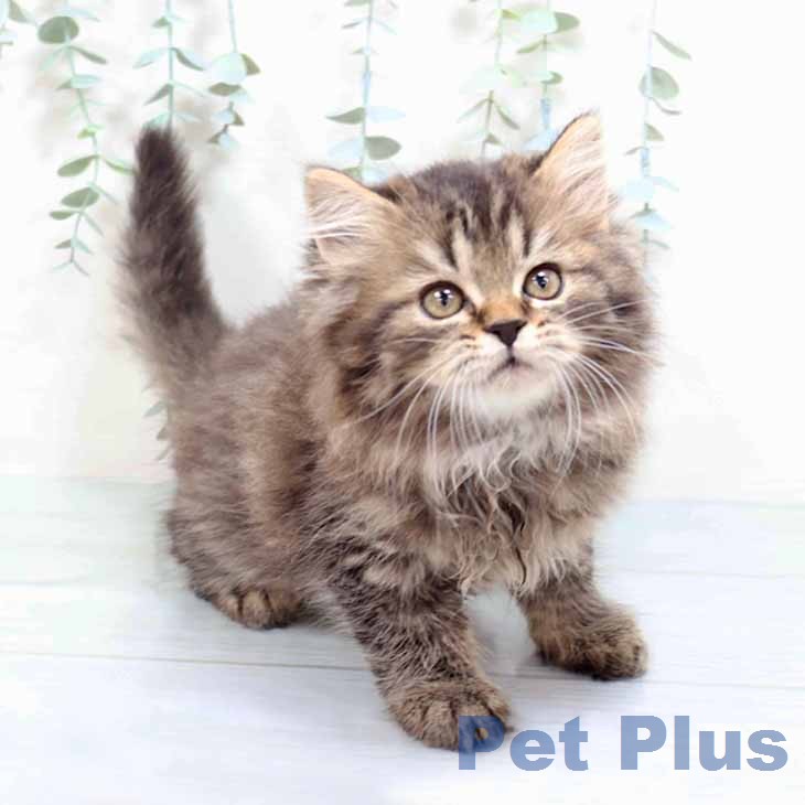 大阪府のラガマフィン (ペットプラス イオン大日店/2025年12月25日生まれ/男の子/ブラウンタビー)の子猫の1枚目の画像