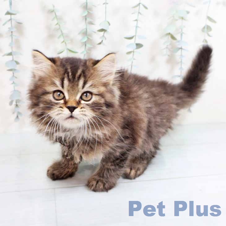 大阪府のラガマフィン (ペットプラス イオン大日店/2025年12月25日生まれ/男の子/ブラウンタビー)の子猫の2枚目の画像