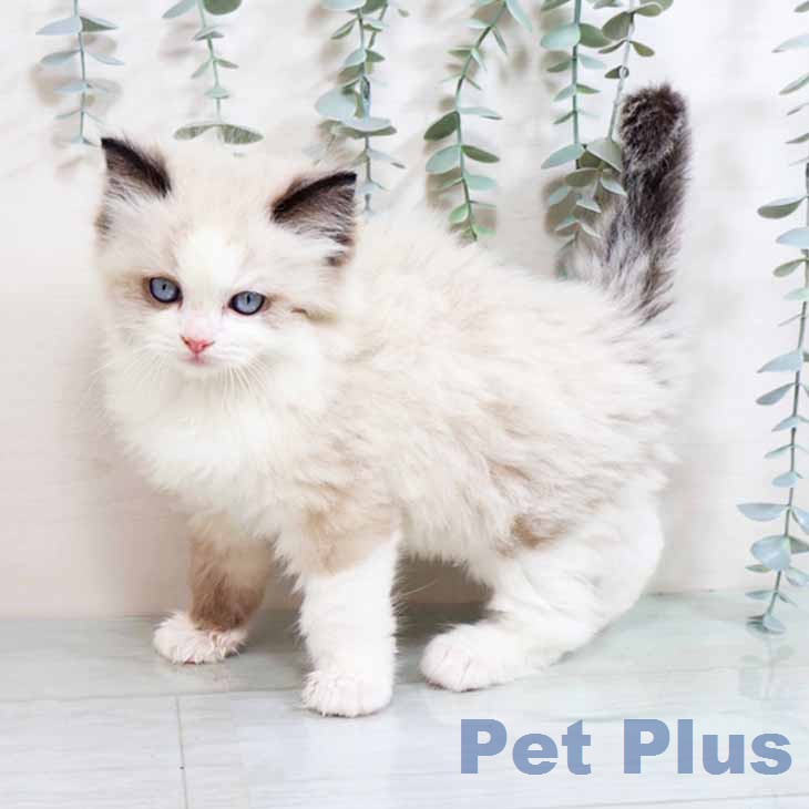 ラグドールの写真2