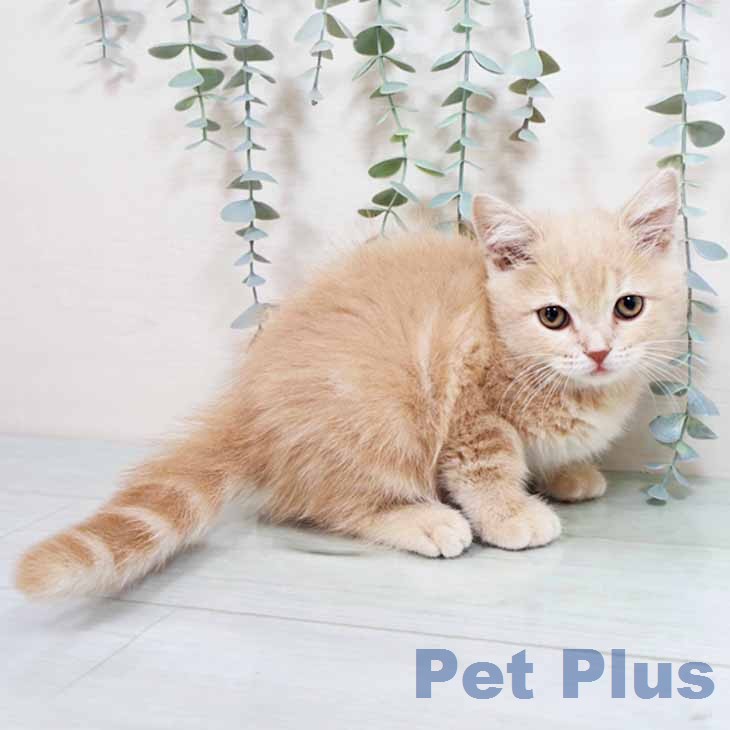 スコティッシュフォールドの写真2