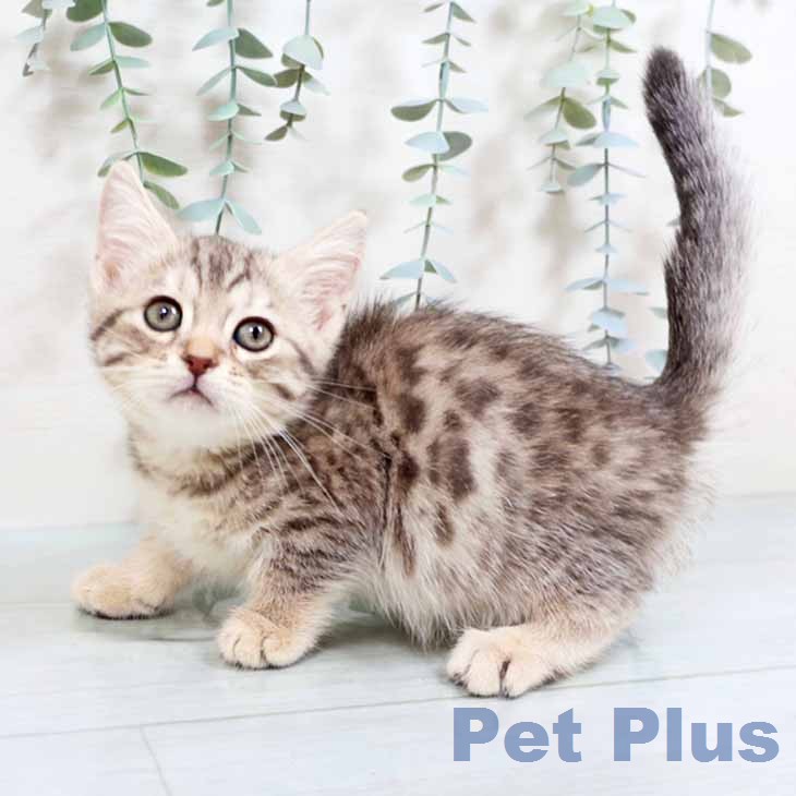 マンチカンの写真2