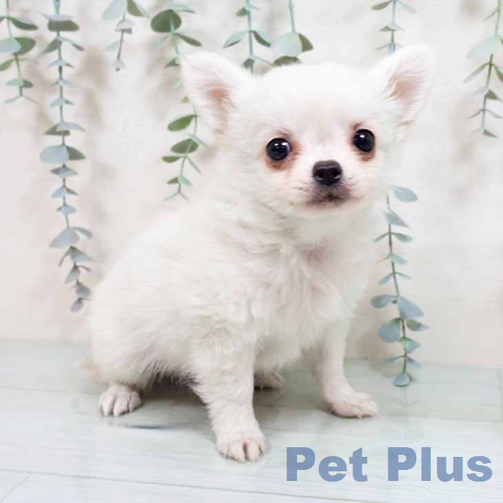 大阪府のチワワ(ロング) (ペットプラス 堺鉄砲町店/2025年12月30日生まれ/男の子/ホワイトクリーム)の子犬の1枚目の画像