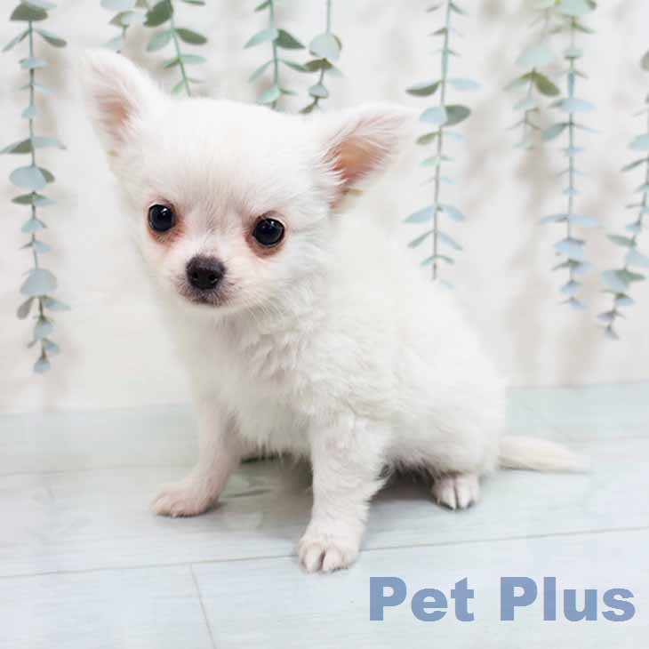 大阪府のチワワ(ロング) (ペットプラス 堺鉄砲町店/2025年12月30日生まれ/男の子/ホワイトクリーム)の子犬の2枚目の画像
