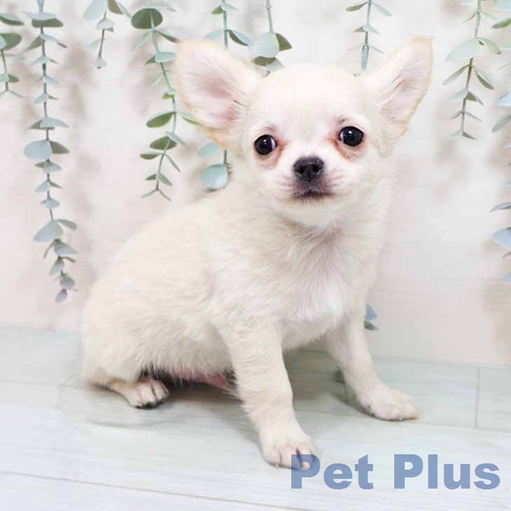 京都府のチワワ(ロング) (ペットプラス 京都桂川店/2025年12月30日生まれ/男の子/クリーム)の子犬