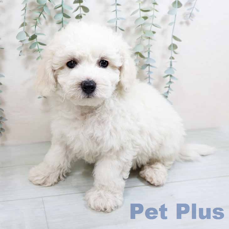 ビション・フリーゼ