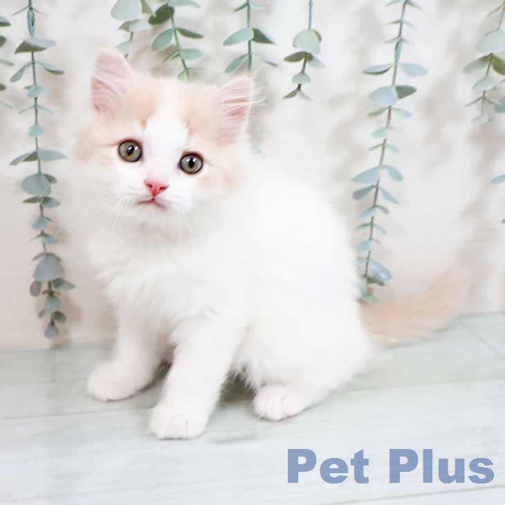 スコティッシュフォールド