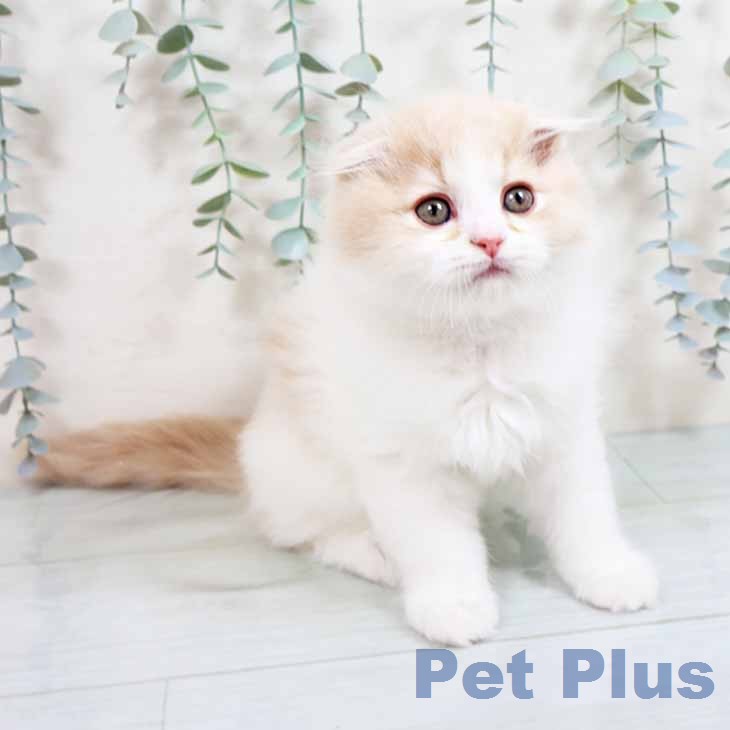 スコティッシュフォールドの写真2