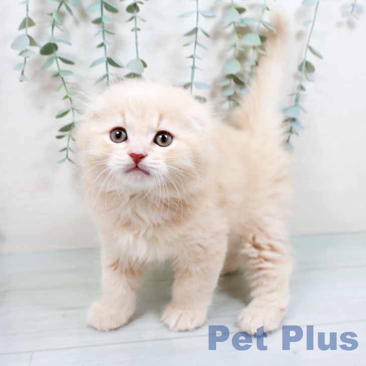 スコティッシュフォールド